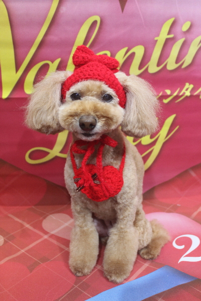 千葉県松戸市のトイプードルのトリミング画像