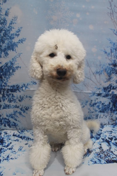 トイプードルブリーダーの成犬、トリミング前画像