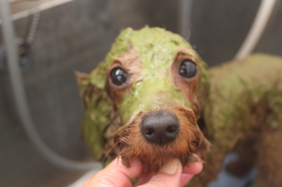 東京都大田区のトイプードルのハーブパック画像