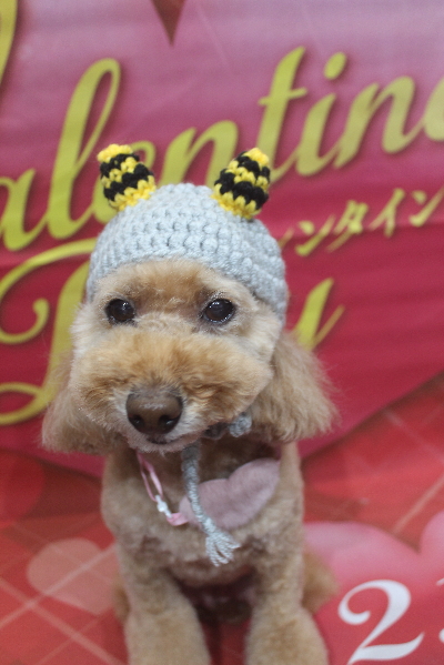千葉県松戸市のトイプードルのトリミング画像