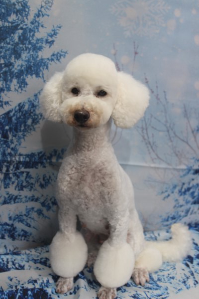 トイプードルブリーダーの成犬、トリミング画像