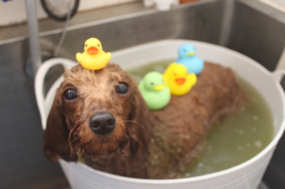東京都大田区のトイプードルのハーブ湯画像