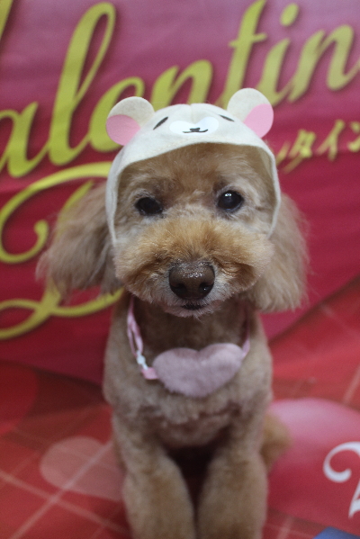 千葉県松戸市のトイプードルのトリミング画像