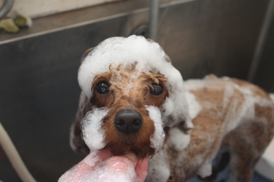 東京都大田区のトイプードルのシャンプー画像