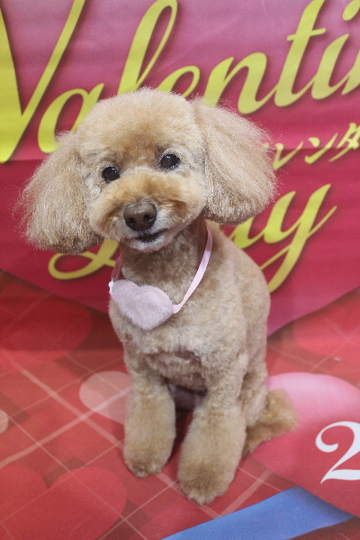 千葉県松戸市のトイプードルのトリミング画像