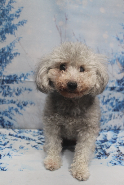 トイプードルブリーダーの成犬、トリミング前画像