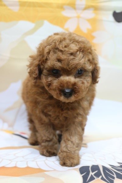 トイプードル子犬レッド男の子、生後7週間。千葉県鎌ヶ谷市船橋市市川市柏市ブリーダー画像
