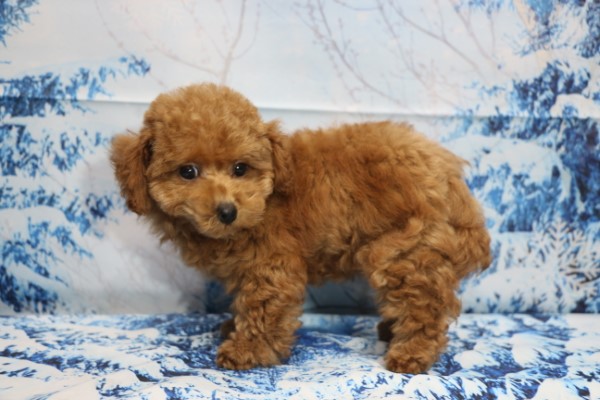 ティーカッププードル子犬レッド女の子(メス)、生後2ヶ月半画像