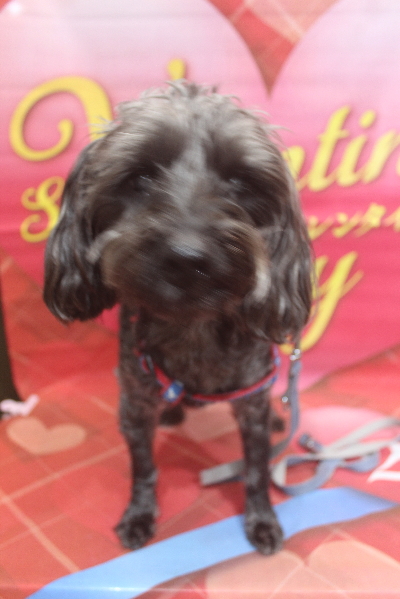 千葉県鎌ヶ谷市ミックス犬のトリミン前画像