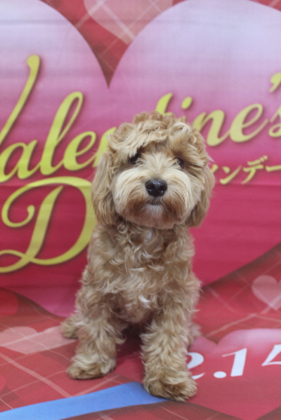 千葉県船橋市のミックス犬のトリミング前画像