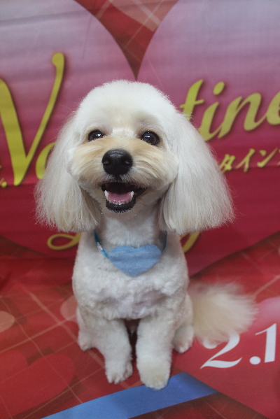 千葉県鎌ヶ谷市のミックス犬のトリミング画像