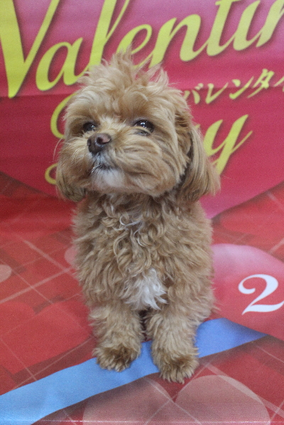 千葉県船橋市のミックス犬のトリミング前画像