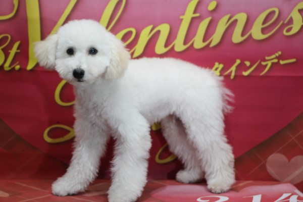 トイプードル子犬ホワイト(白)男の子オス、生後5ヶ月。千葉県鎌ヶ谷市船橋市市川市柏市ブリーダー画像