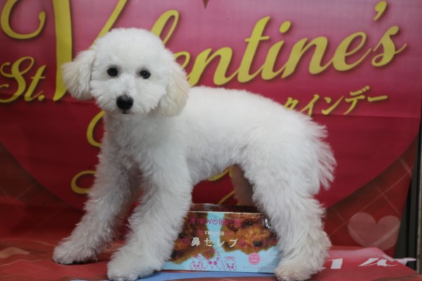 トイプードル子犬ホワイト(白)男の子オス、生後5ヶ月。千葉県鎌ヶ谷市船橋市市川市柏市ブリーダー画像