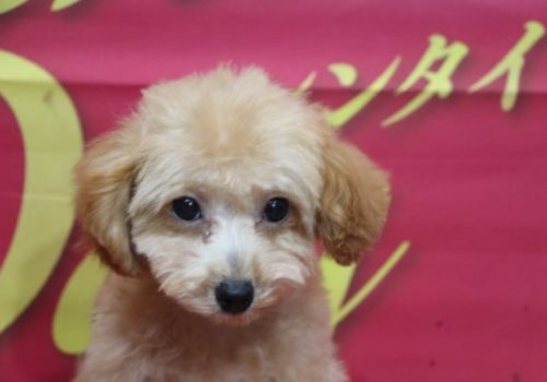 タイニープードル子犬アプリコット女の子メス、生後3ヶ月半。千葉県鎌ヶ谷市船橋市市川市柏市ブリーダー画像