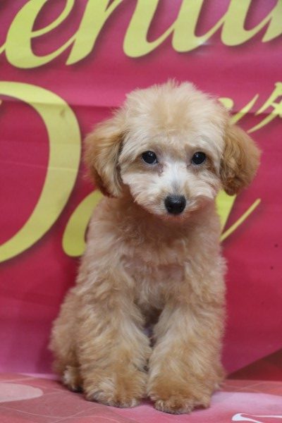 タイニープードル子犬アプリコット女の子メス、生後3ヶ月半。千葉県鎌ヶ谷市船橋市市川市柏市ブリーダー画像