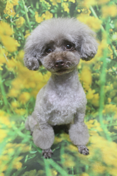 千葉県船橋市のトイプードルのトリミング画像