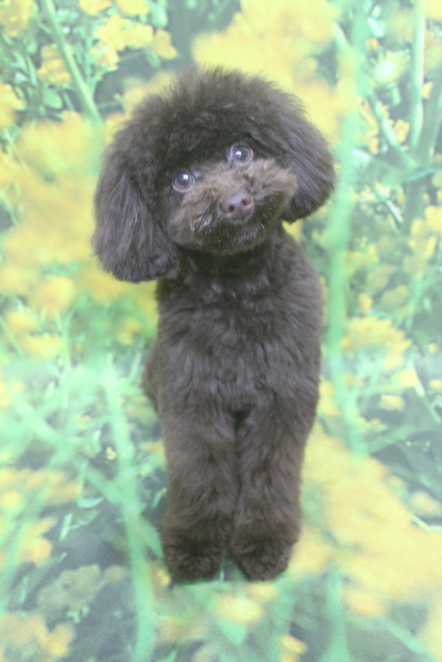 千葉県船橋市のトイプードルのトリミング画像