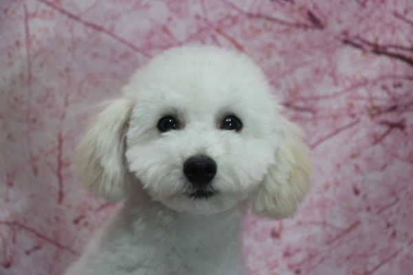 トイプードル子犬ホワイト(白)男の子オス、生後5ヶ月半。千葉県鎌ヶ谷市船橋市市川市柏市ブリーダー画像