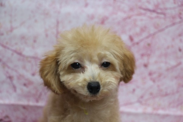タイニープードル子犬アプリコット女の子メス、生後4ヶ月。千葉県鎌ヶ谷市船橋市市川市柏市ブリーダー画像