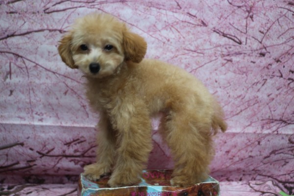 タイニープードル子犬アプリコット女の子メス、生後4ヶ月。千葉県鎌ヶ谷市船橋市市川市柏市ブリーダー画像