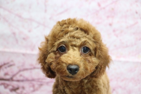 トイプードル子犬レッド男の子オス、生後3ヶ月。千葉県鎌ヶ谷市船橋市市川市柏市ブリーダー画像