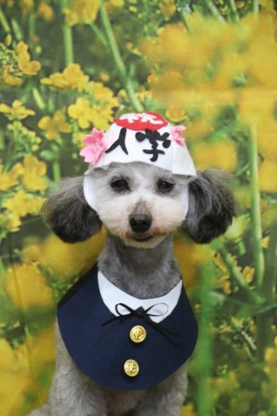 犬のトリミング、被り物・洋服の写真撮影サービス。千葉県鎌ヶ谷市船橋市市川市柏市のブリーダー兼トリミングサロン画像