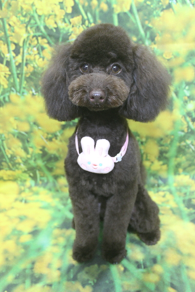 千葉県市川市のトイプードルのトリミング画像