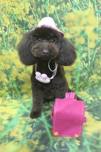 千葉県市川市のトイプードルのトリミング画像