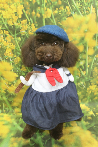 千葉県市川市のトイプードルのトリミング画像