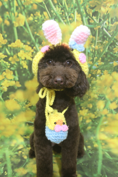 千葉県市川市のトイプードルのトリミング画像