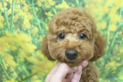 トイプードルブリーダーの子犬、トリミング画像