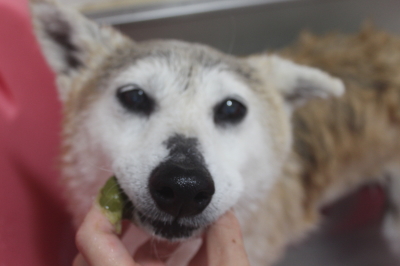 千葉県船橋市の柴犬の歯磨き画像