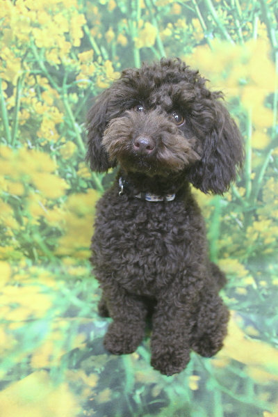 千葉県市川市のトイプードルのトリミング前画像