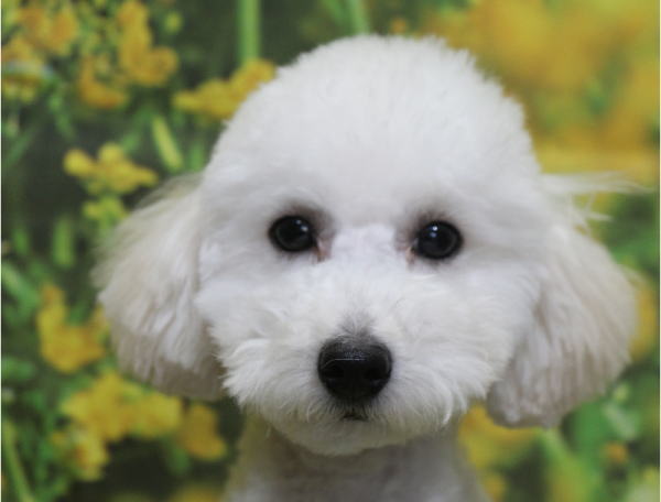 トイプードル子犬ホワイト(白)男の子(オス)、生後半年。千葉県鎌ヶ谷市船橋市市川市柏市白井市印西市ブリーダー画像