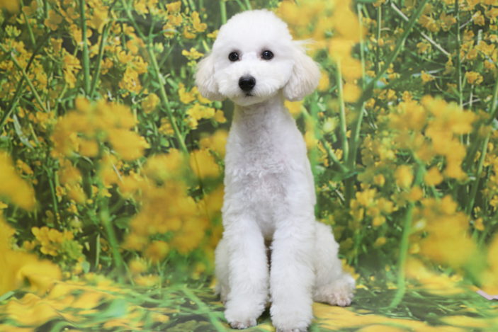 トイプードル子犬ホワイト(白)男の子(オス)、生後半年。千葉県鎌ヶ谷市船橋市市川市柏市白井市印西市ブリーダー画像