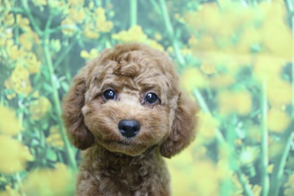 トイプードル子犬レッド男の子(オス)、生後4ヶ月。千葉県鎌ヶ谷市船橋市市川市柏市ブリーダー画像