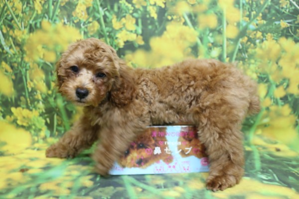 トイプードル子犬レッド女の子(メス)、生後4ヶ月。千葉県鎌ヶ谷市船橋市市川市柏市ブリーダー画像