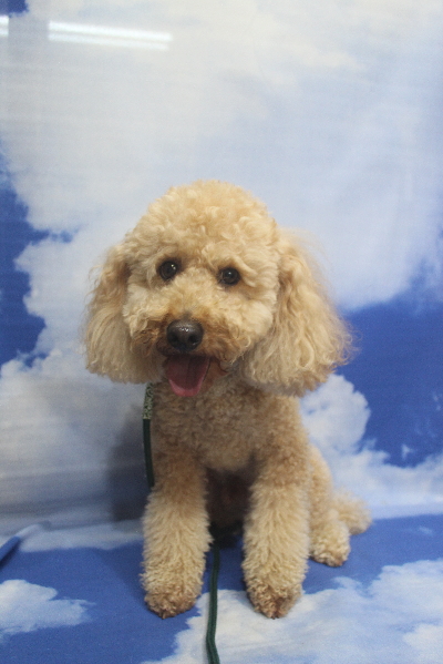 千葉県船橋市のトイプードルのトリミング前画像