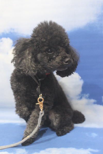 千葉県鎌ヶ谷市のトイプードルのトリミング前画像