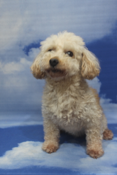 トイプードルブリーダーの成犬、トリミング前画像