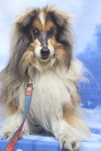 千葉県船橋市のシェルティのトリミング前画像