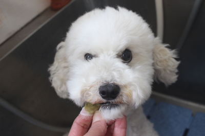 千葉県松戸市のミックス犬の歯磨き画像