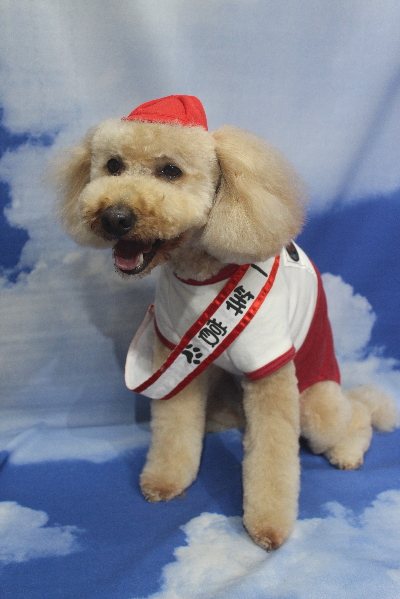 千葉県船橋市のトイプードルのトリミング画像