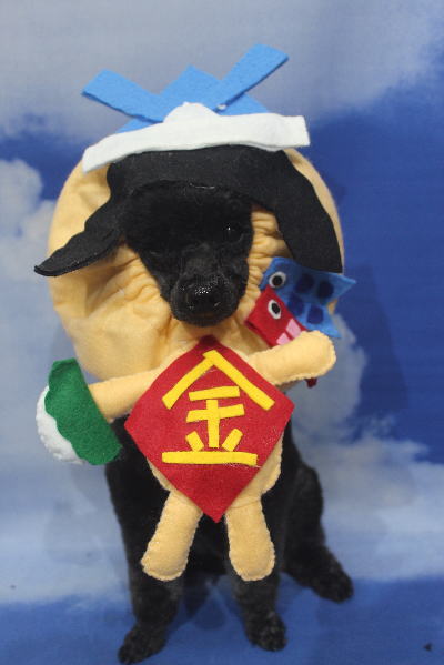 千葉県鎌ヶ谷市のトイプードルのトリミング画像