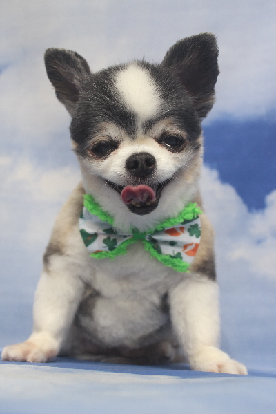 千葉県鎌ケ谷市のチワワのトリミング画像