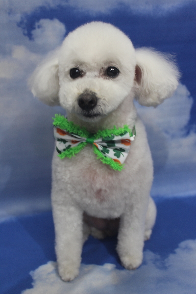 千葉県船橋市のトイプードルのトリミング画像