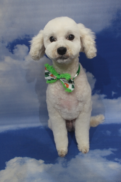 千葉県松戸市のミックス犬のトリミング画像