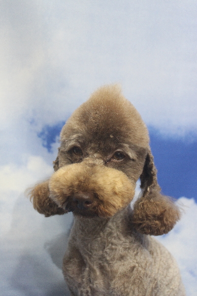 トイプードルブリーダーの成犬、トリミング画像