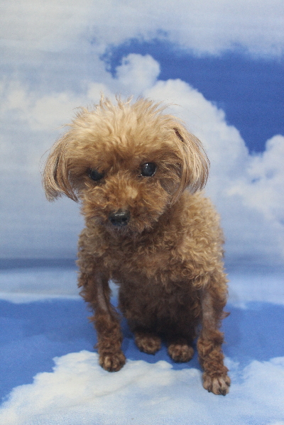 千葉県鎌ケ谷市のトイプードルのトリミング前画像